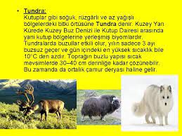 Tundra biyomu, aşağıdaki habitat hiyerarşisinde sınıflandırılmıştır L Biyomu Ve Tundra Biyomu Biyom Nedir Ve