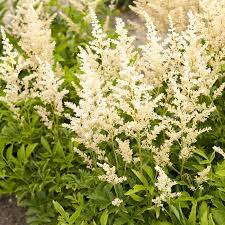 Pin On Astilbe
