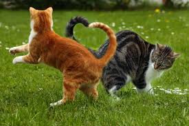 Die katzen können nicht auf die spitzen treten und vermeiden dadurch die mauern. Urteil Nachbar Muss Katze Im Garten Dulden