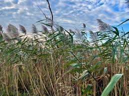 Image result for Phragmites