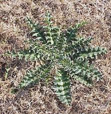 Image result for Carduus