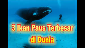Untuk dapat memulai budidaya ikan nila di area sekitar rumah yang sempit maka salah satu pilihannya adalah dengan menerapkan kolam terpal. Ikan Keli Terbesar Didunia Vtwctr