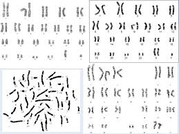 They exist in pairs (2n). 4 2 Meiosis State That Meiosis Is A