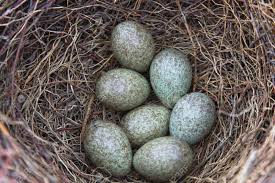 I will look after the bits they leave. Magpie S Nest With Seven Eggs Stock Photo Picture And Royalty Free Image Image 20353963