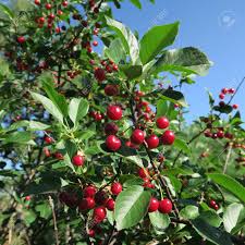 An ornamental cherry bush that produces cherry blossoms. Red Sour Cherries Hang On A Cherry Tree In The Garden Stock Photo Picture And Royalty Free Image Image 106969241