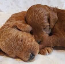 Goldendoodles are not currently recognized as a distinct breed by the american kennel club (akc), the united kennel club (ukc), the canadian. Top 5 Breeders Of Goldendoodle Puppies In Michigan Goldendoodle Puppy Goldendoodle Goldendoodle Breeders