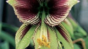 Image result for Hippeastrum sp. cultivars