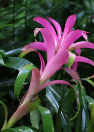 А) éctite b) écrit c) éctites 8. Les Fleurs Et Les Plantes En Argentine