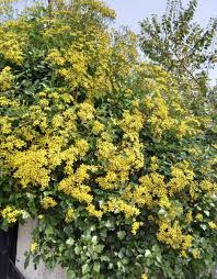 Image result for Delairea odorata