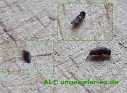 Viele schwarze käfer in wohnung? Kleine Braune Kafer Welche Kaferart Ist Das Ungeziefer Ex De Klart Auf 2021