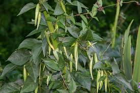 Image result for Vincetoxicum