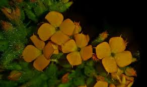 Image result for Kalanchoe lanceolata