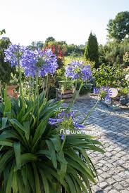 Image result for Agapanthus africanus
