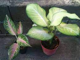 Pin Di J C Garden
