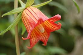 Image result for Canarina