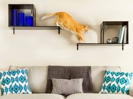 Always have a bowl of fresh water available for your cat in a catio or consider a water fountain. 5 Creative Catwalk Shelf Designs The Money Pit