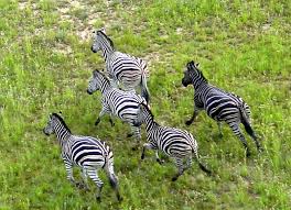 18,851 likes · 591 talking about this. Treknature Black Zebra Photo