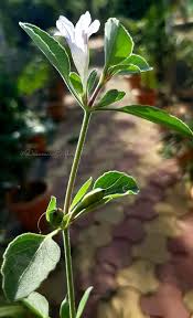 Image result for Ruellia patula