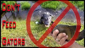 We did not find results for: Do Not Feed Or Fear The Gators On Lake Texoma