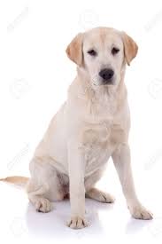Finding a white labrador puppy is there a white labrador retriever? Labrador Retriever Puppy Seated On A White Background Stock Photo Picture And Royalty Free Image Image 8198498