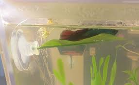 The perfect bed for your parrot, ferret or rabbit. Betta Hammock Create A Comfy Bed For Your Betta Fish