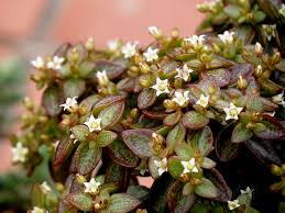 Image result for Crassula granvikii