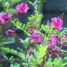 Image result for Indigofera filipes