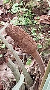 Image result for Fuirena zambesiaca