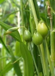 Image result for Coix lacryma-jobi