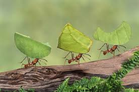Never worry about ants again. Aces Ant Blog Ant Sprays Ponsonby Cockroach Extermination Alban