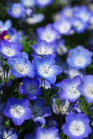 Pin By Quinn Morgendorffer On Flores Y Mas Flores Beautiful Flowers Planting Roses Flower Pots