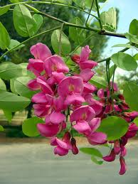 Image result for Robinia