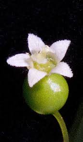 Image result for Zehneria tridactyla