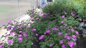 Image result for Geranium sanguineum Max Frei