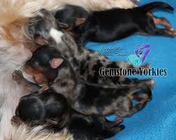 Purebred yorkies are always tan and black as puppies, but as they age, their coat color changes and ends up gold and a dark gray color referred to as blue by breeders. Merle Yorkies Puppies For Sale Quality Merles Of America Exotic Yorkie Boutique