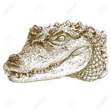 A letter a for alligator drawing by bluering 1/51. Alligator Head Drawing Google Search Engraving Illustration Crocodile Illustration Crocodile Tattoo