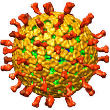 Protect your child from rotavirus. Rotavirus Triple Layered Particle The Grigorieff Lab