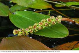 Image result for Potamogeton
