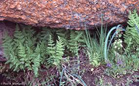 Image result for Cheilanthes similis