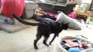Pin On Fur Mowing In Cats