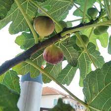 1,908 likes · 19 talking about this. Cara Tut Pokok Tin Dan Tips Tanam Dalam Pasu