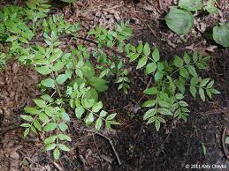 Image result for Zanthoxylum sp. A