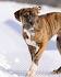 Great Dane Pitbull Mix - Great DaneBull | Shop for your Cause