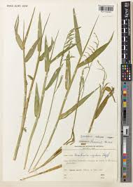 Image result for Urochloa arrecta