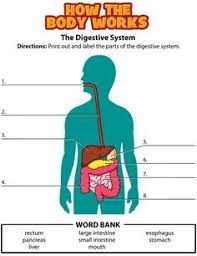 Digestive System Worksheet Digestive System For Kids Human Digestive System Digestive System Worksheet