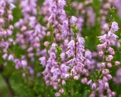 Image result for Erica