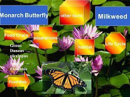 Most monarch butterflies never migrate. Monarch Butterfly Milkweed Genus Danaus Plexippus Species Dandanie Food Web Food Chain Life Cycle Other Facts Adaptations Habitat Ppt Download