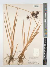 Image result for Pycreus niger