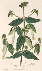 Image result for Toddalia crenulata