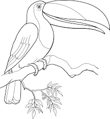 Push pack to pdf button and download pdf coloring book for free. Toucan Coloring Pages Best Coloring Pages For Kids